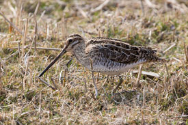 Snipe Photography by Betty Fold Gallery Hawkshead Cumbria